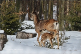 <p>MUFLON (Ovis musimon) Šluknovsko - Harta /Mouflon - Mufflon/</p>